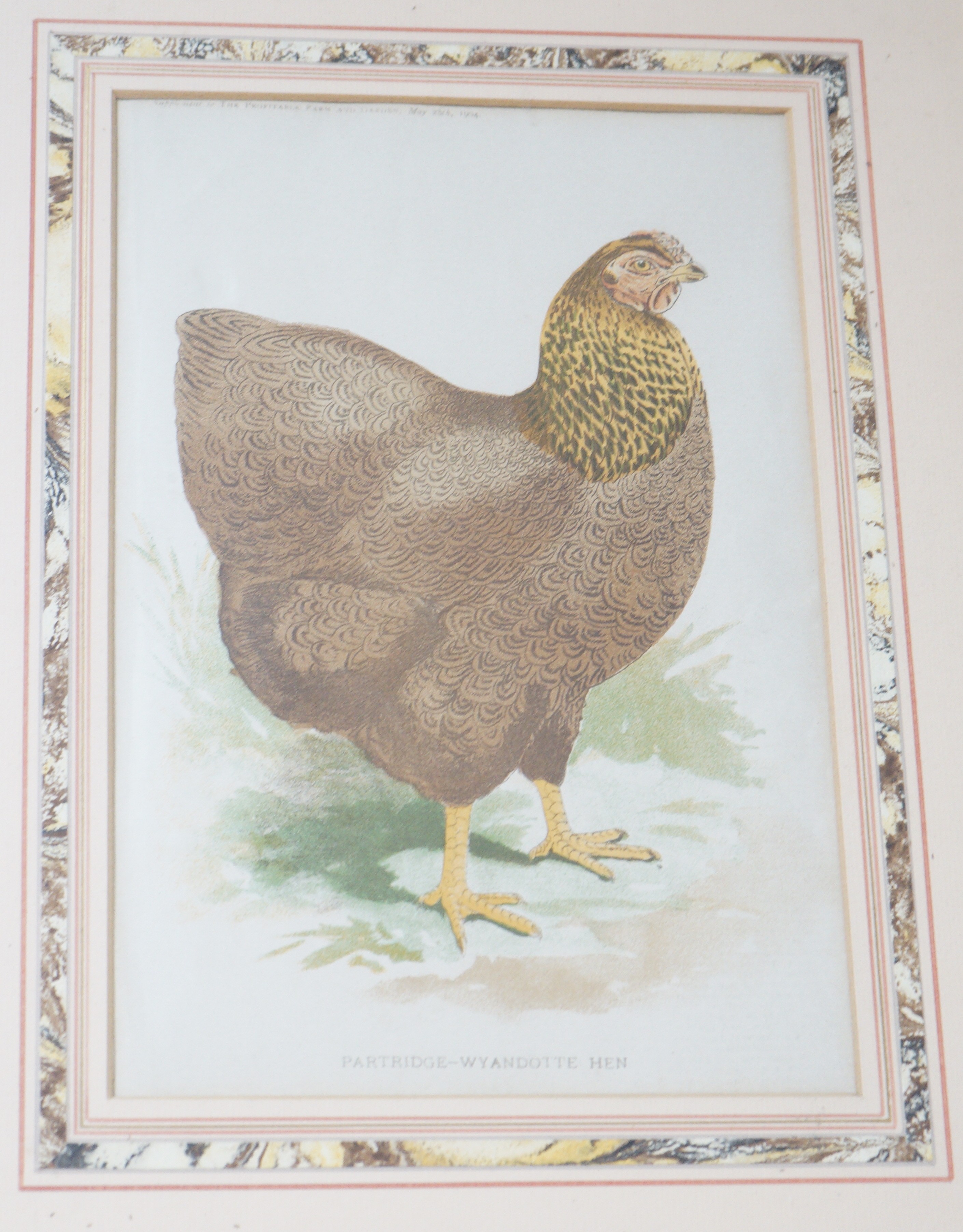 A group of assorted prints comprising set of four Victorian botanical studies, 23 x 16cm, a set of six chromolithographs of chickens, a set of four Henry Rushbury colour prints and a shooting scrap